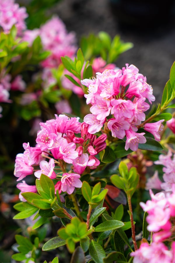 Bild 1 von Rhododendron hybrid Bloombux Magenta H 20 - 30 cm 2L Container