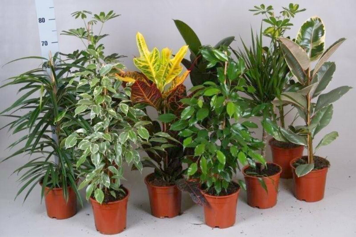 Bild 3 von Zimmerpflanzen
