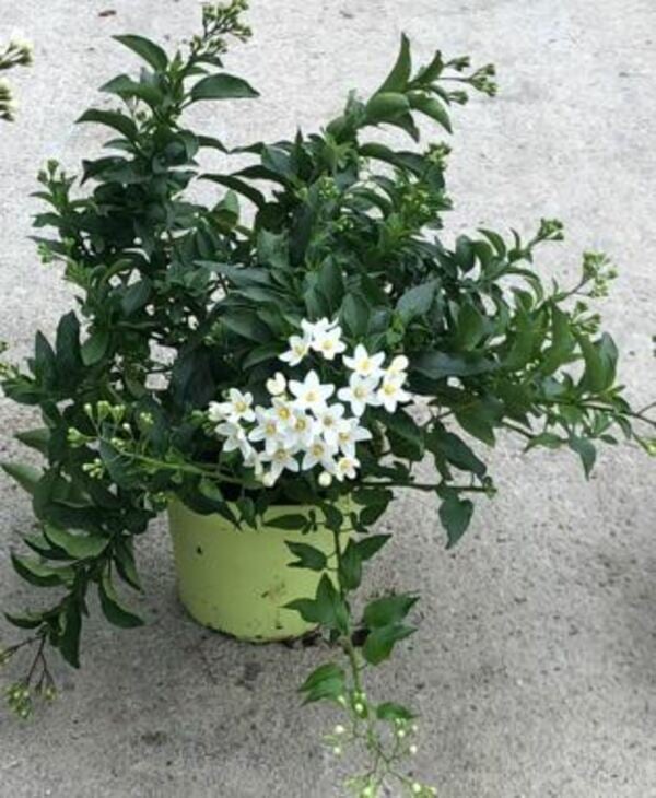 Bild 1 von Jasminblütiger Nachtschatten Solanum Jasminoides H 30 cm 12 cm Topf