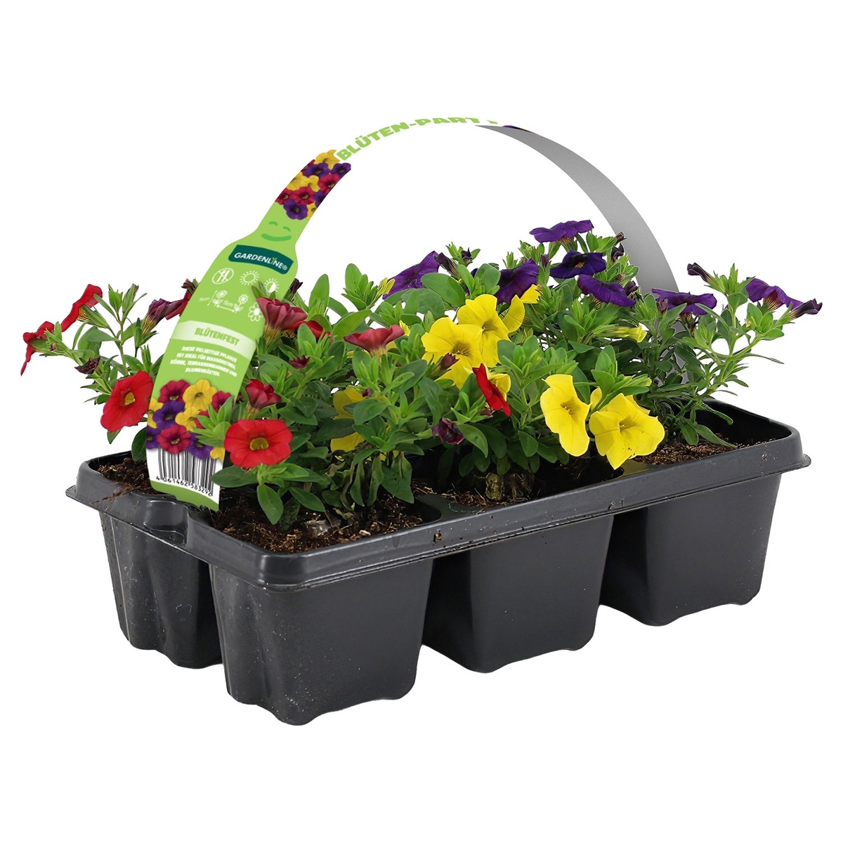 Bild 1 von GARDENLINE Beet- und Balkonpflanzen, Ton in Ton, 6er-Tray