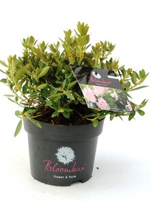 Rhododendron micranthum Bloombux 2 L Container