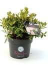 Bild 1 von Rhododendron micranthum Bloombux 2 L Container