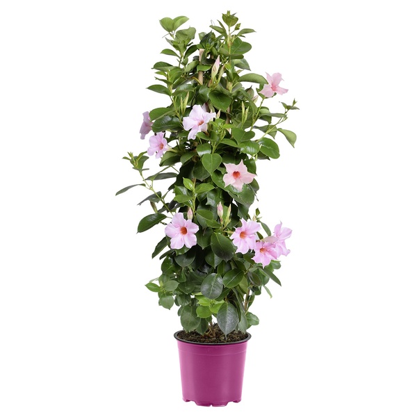 Gardenline Dipladenia Von Aldi S D Ansehen