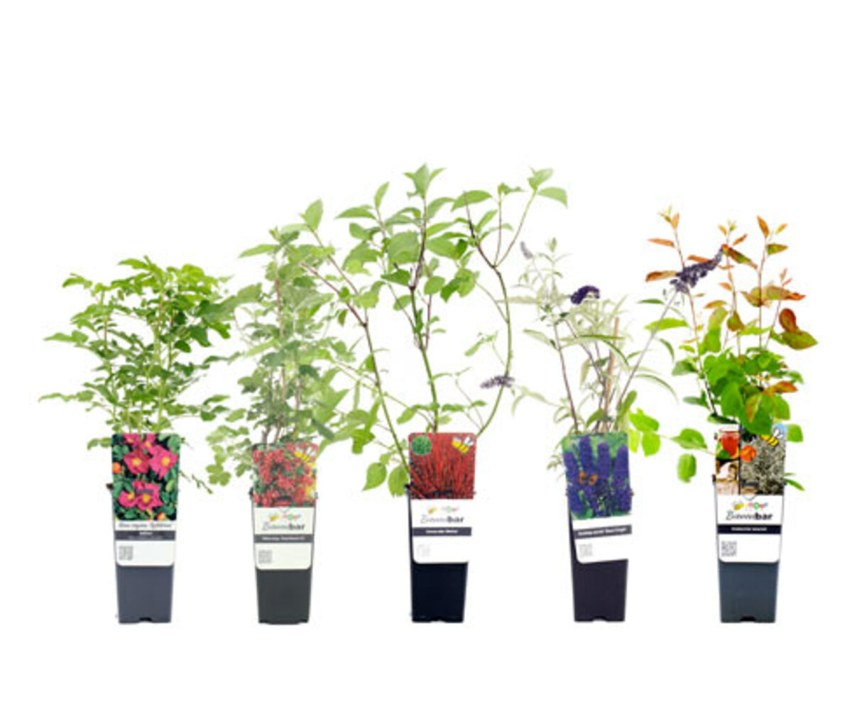 Bild 1 von Naturschutzhecken-Set, 5er