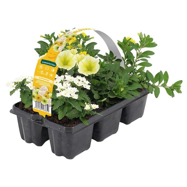 Bild 4 von GARDENLINE Beet- und Balkonpflanzen, Ton in Ton, 6er-Tray