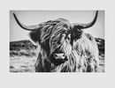 Bild 1 von Bild Highland Cattle