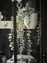Bild 3 von FEJKA Topfpflanze, künstlich, drinnen/draußen hängend/Eukalyptus