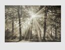 Bild 1 von Bild Wald mit Sonnenstrahlen