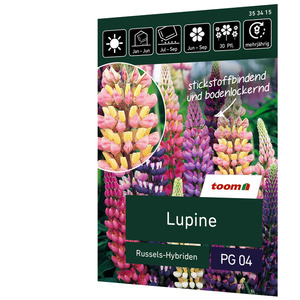 toom Lupine 'Russels-Hybriden'