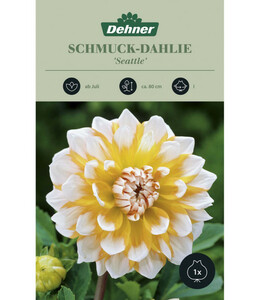 Dehner Blumenzwiebel Schmuck-Dahlie 'Seattle'