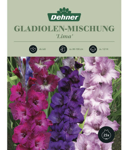 Dehner Blumenzwiebel Gladiolen-Mischung 'Lima'
