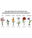 Bild 3 von Dehner Blumenzwiebel Schmuck-Dahlie 'Tricolore'
