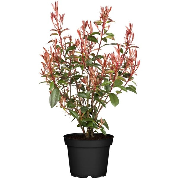 Bild 1 von Glanzmispel "Compacta" Höhe ca. 30 - 40 cm Topf ca. 3,4 l Photinia