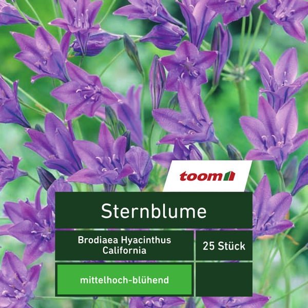 Bild 1 von Sternblume 'Brodiaea Hyacinthus California', 25 Stück, blau