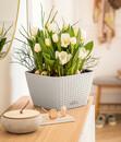 Bild 2 von LECHUZA® Kunststoff-Topf Bacino Cottage inkl. Pflanzeinsatz, konisch, ca. B31/H19,5/T31 cm