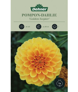 Dehner Blumenzwiebel Ponpon-Dahlie 'Golden Scepter'