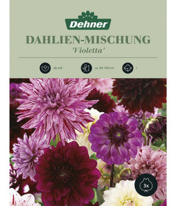 Dehner Blumenzwiebel Dahlien-Mischung 'Violetta'