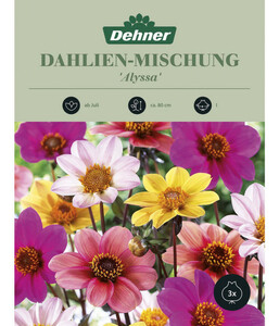 Dehner Blumenzwiebel Dahlien-Mischung 'Alyssa'