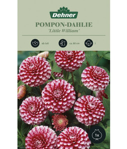 Dehner Blumenzwiebel Pompon-Dahlie 'Little William'