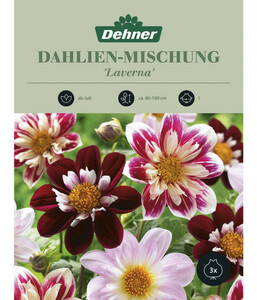 Dehner Blumenzwiebel Dahlien-Mischung 'Laverna'