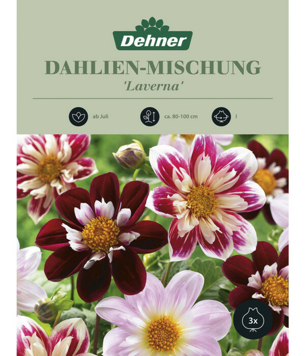 Bild 1 von Dehner Blumenzwiebel Dahlien-Mischung 'Laverna'