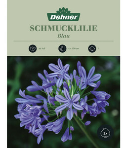 Dehner Blumenzwiebel Schmucklilie 'Agapanthus blau'
