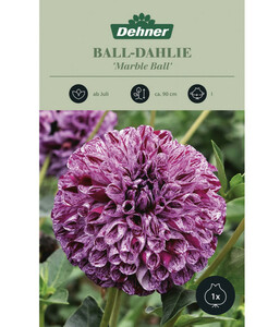 Dehner Blumenzwiebel Ball-Dahlie 'Marble Ball'