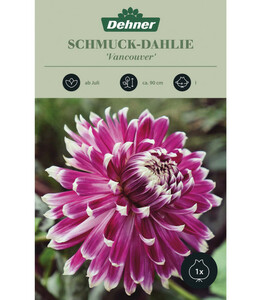 Dehner Blumenzwiebel Schmuck-Dahlie 'Vancouver'