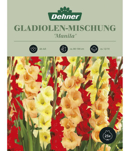 Dehner Blumenzwiebeln Gladiolen-Mischung 'Manila'