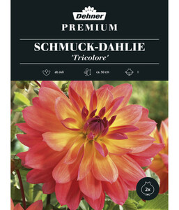 Dehner Blumenzwiebel Schmuck-Dahlie 'Tricolore'