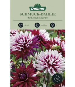Dehner Blumenzwiebel Schmuck-Dahlie 'Rebecca´s World'