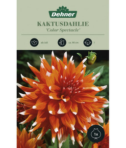 Dehner Blumenzwiebel Kaktusdahlie 'Color Spectacle'