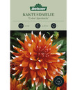 Bild 1 von Dehner Blumenzwiebel Kaktusdahlie 'Color Spectacle'