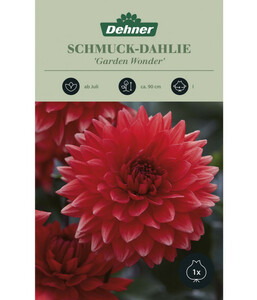 Dehner Blumenzwiebel Schmuck-Dahlie 'Garden Wonder'