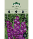 Bild 1 von Dehner Blumenzwiebel Gladiole 'Violetta'