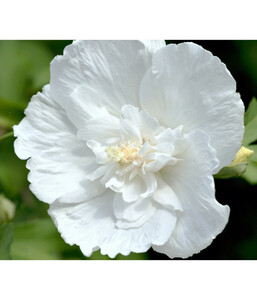 Hibiscus 'White Chiffon' - Garten-Eibisch