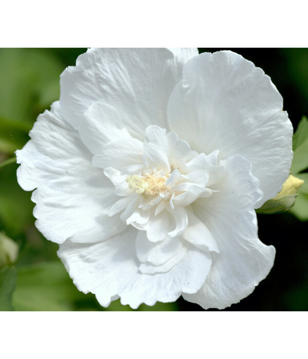 Bild 1 von Hibiscus 'White Chiffon' - Garten-Eibisch