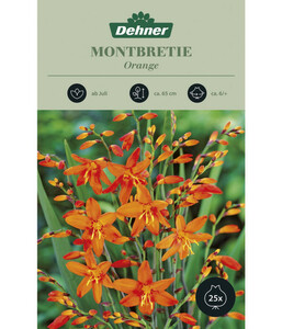 Dehner Blumenzwiebel Montbretie 'Orange'