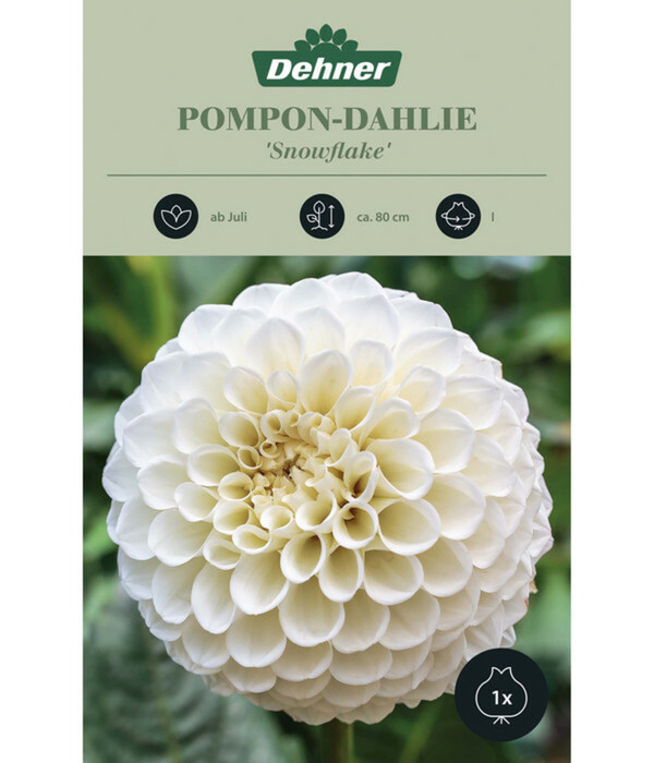 Bild 1 von Dehner Blumenzwiebel Ponpon-Dahlie 'Snowflake'