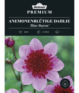 Dehner Blumenzwiebel Anemonenblütige Dahlie 'Blue Bayou'
