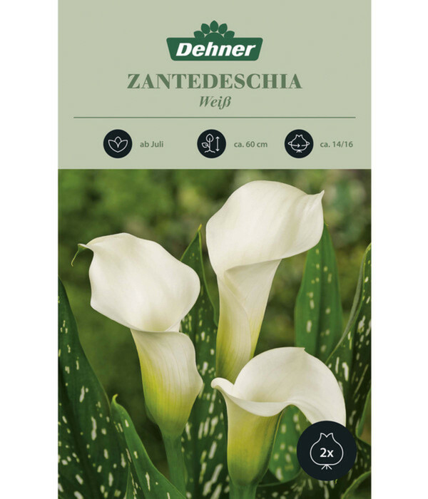 Bild 1 von Dehner Blumenzwiebel Zantedeschia 'Weiß'