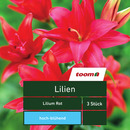 Bild 1 von Lilien 'Lilium', 3 Stück, rot