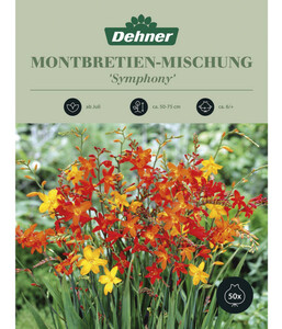 Dehner Blumenzwiebel Montbretien-Mischung 'Symphony'