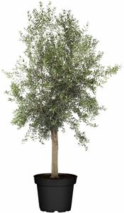 Olivenbaum 'Florida' 65 cm Topf