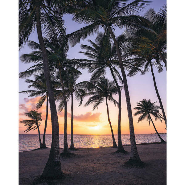 Bild 1 von Komar Vliestapete  Sh022-Vd2 Palmtrees ON Beach  Bäume