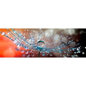 Euroart Glasbild blumen soft dandelion vi  Gb-Bmm1065  Mehrfarbig
