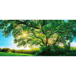 Euroart Keilrahmenbild bäume  Lb-Wag1037  Mehrfarbig