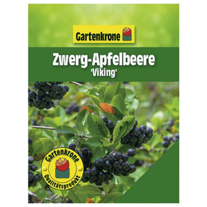 Zwerg-Apfelbeere Aronia prunifolia »Viking«