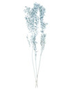 Bild 1 von Trockenblumen Mäusedorn, ca. 70 cm, hellblau melange