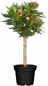 Oleander Stamm 65-70 cm Nerium Oleander, 19 cm Topf